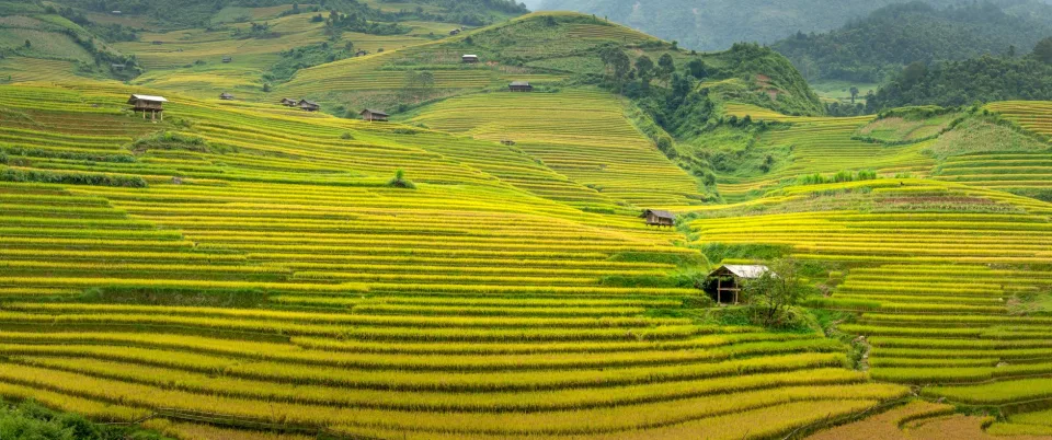 Ruộng lúa chín